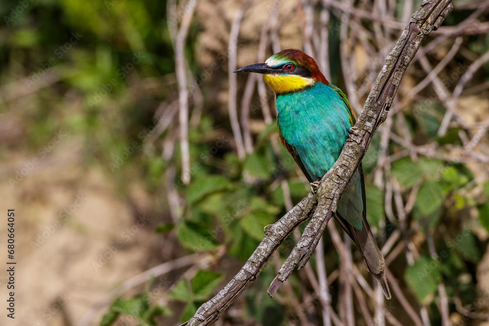 Bienenfresser (Merops apiaster)