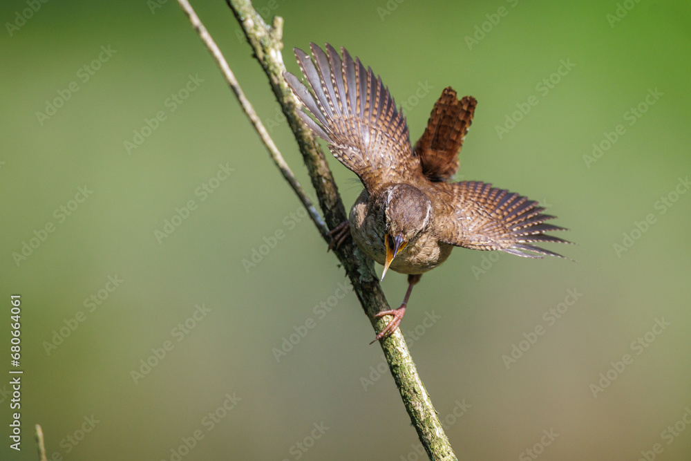 Fototapeta premium Zaunkönig (Troglodytes troglodytes)