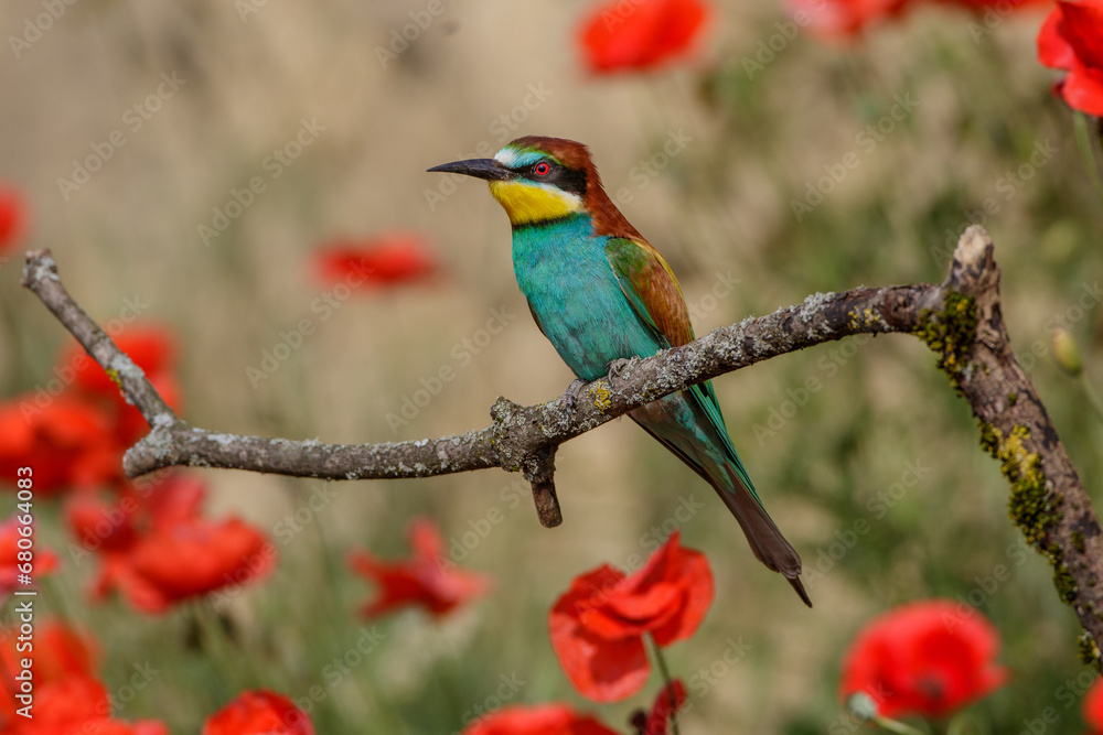 Obraz premium Bienenfresser (Merops apiaster)