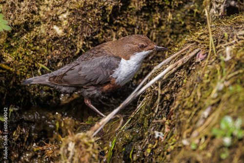 Wasseramsel (Cinclus cinclus) photo