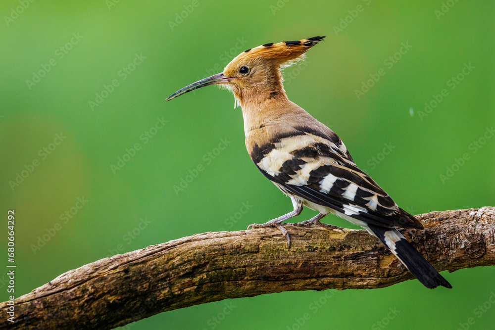 Wiedehopf (Upupa epops) Wiedehopf (Upupa epops)
