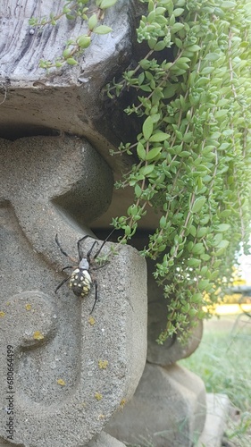 Orbspider photo