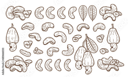 Vector cashew hand-drawn illustrations  cashew nut kernels  apples and leaves