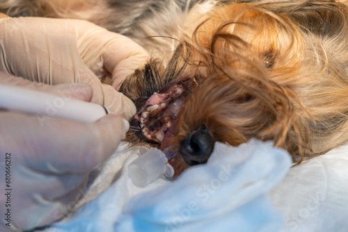 Veterinary dentistry. Close up of dentist surgeon veterinarian treats the teeth of a Yorkshire terrier dog under anesthesia on the operating table in a vet clinic. Removed tartar and plaque