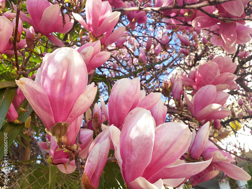 Pink magnolia flowers bloom on the tree.