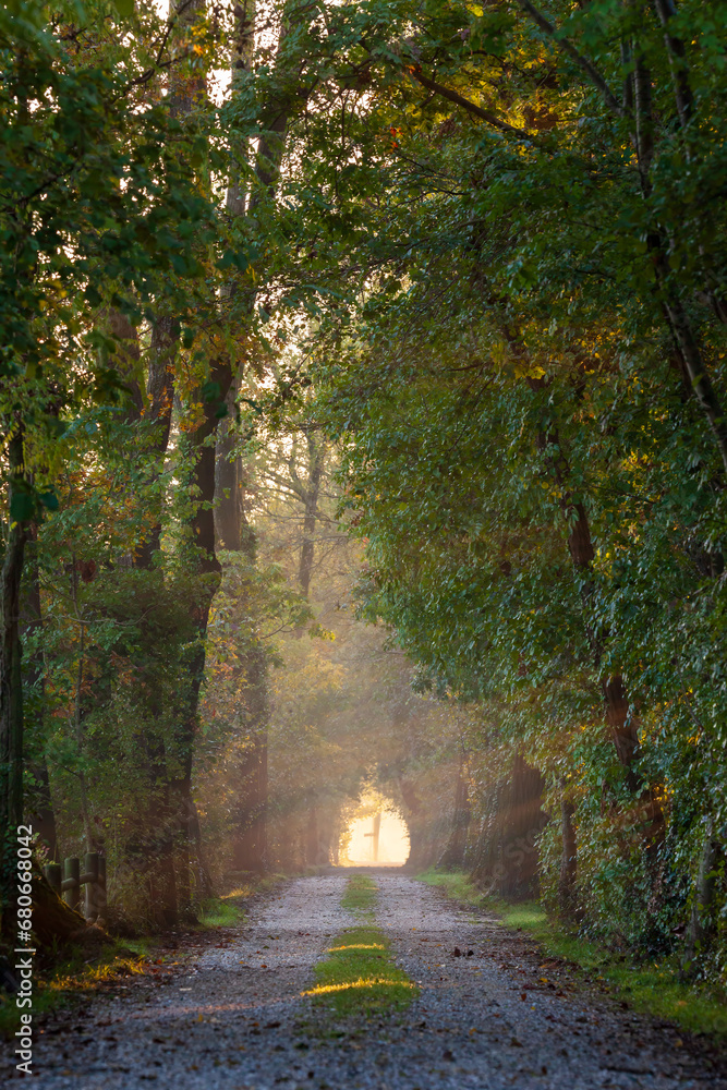 Φωτογραφία Vicolo autunnale nella foresta con i raggi del sole che passano attraverso gli alberi