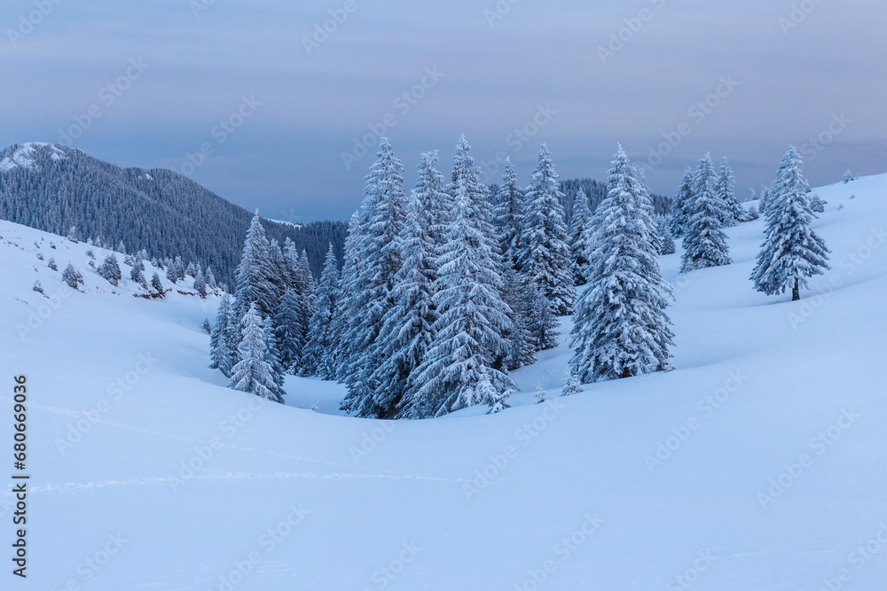 Fototapeta premium Cold winter landscape with fir trees under snow in a mountain valley