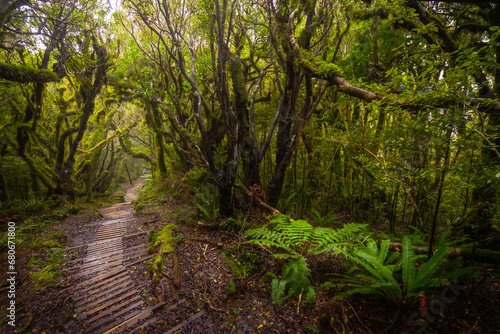 The photo shows forest with wooden walking path in Egmont National park  New Zealand.
