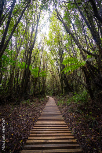 The photo shows forest with wooden walking path in Egmont National park, New Zealand. © Tomas