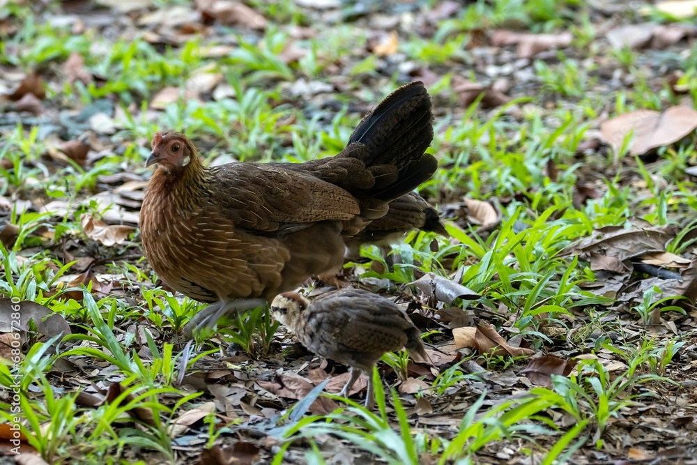 Female red junglefowl, Gallus gallus, with a chick. Female red junglefowl, Gallus gallus, with a chick.