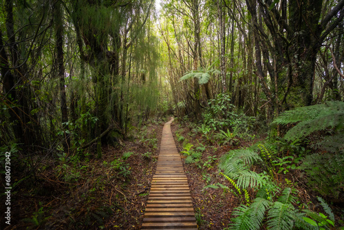 The photo shows forest with wooden walking path in Egmont National park, New Zealand. © Tomas