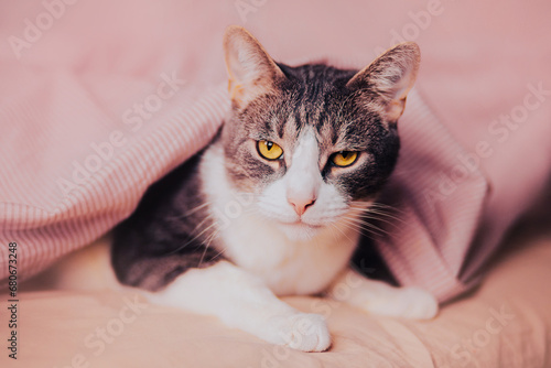 Portrait of a cute tabby domestic cat with yellow eyes lying on a soft bed and covered with a pink blanket. Home comfort and comfortable rest.