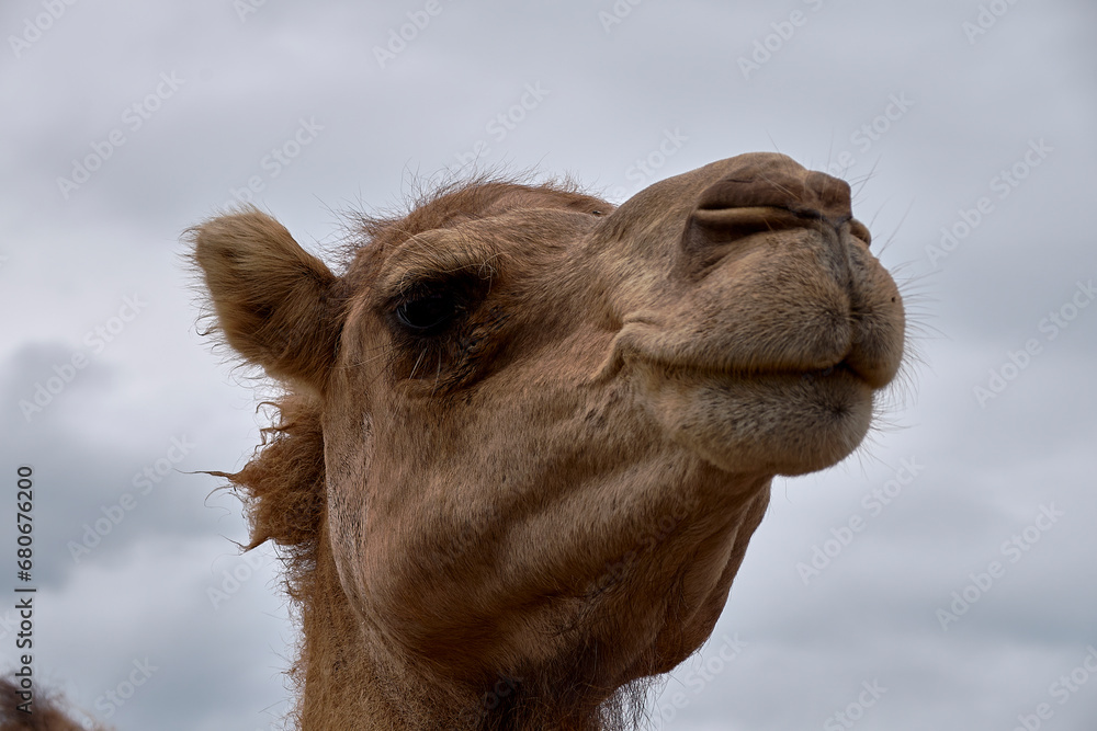 Fototapeta premium Detail of the head of a dromedary,