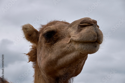 Detail of the head of a dromedary, © Raul