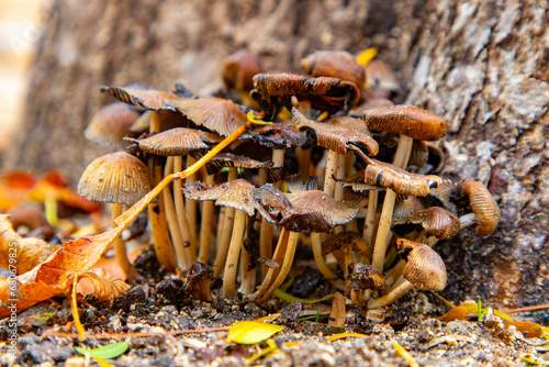 Mushrooms. Mushroom on a stump in a beautiful autumn forest. Group mushrooms in autumn forest with leaves. Wild mushrooms on the stump of spruce. Autumn time in the forest. Autumn concept. The woods.