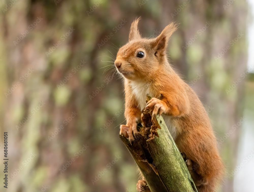 Cute little scottish red squirrel in the woodland