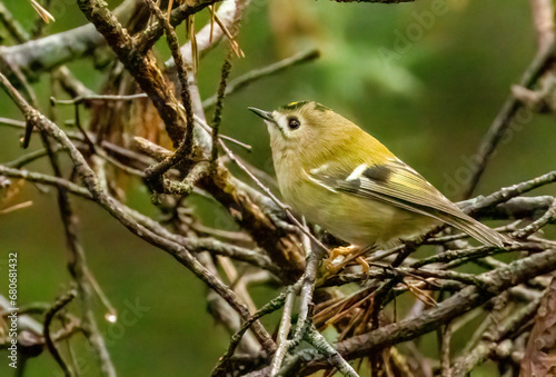 Goldcrest, tiny woodland bird amongst branches