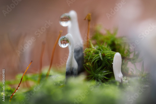 Autumn mushrooms in the forest environment, macro photography, Poland