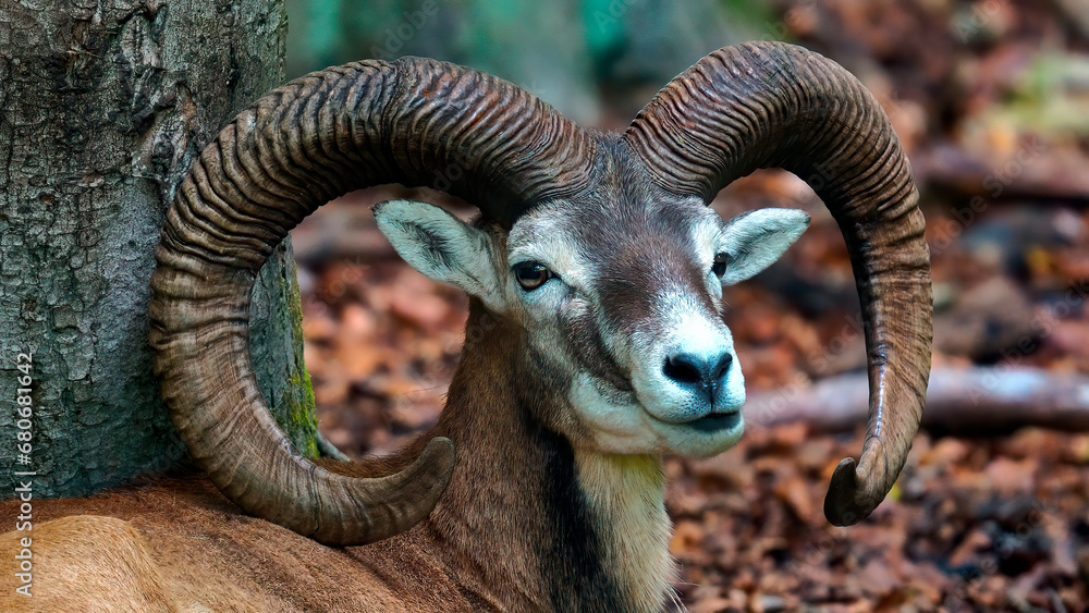 muflon europeo muflon europeo