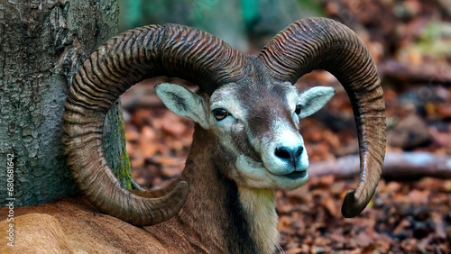 muflon europeo