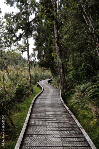 path in the woods in NEw Zealand