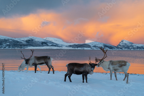 Reindeer in Northern Norway in winter with beautiful and colourful background . High quality photo © Marek
