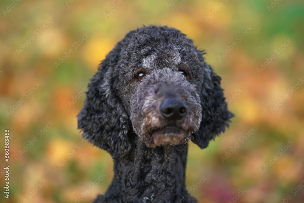The portrait of a serious black Standard Poodle dog posing outdoors in autumn The portrait of a serious black Standard Poodle dog posing outdoors in autumn