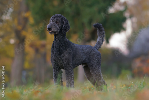 Cute black Standard Poodle dog posing outdoors standing on a green grass with fallen leaves in autumn