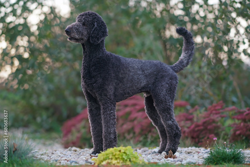 Fototapeta Naklejka Na Ścianę i Meble -  Black Standard Poodle dog posing outdoors in a garden standing on stones in autumn