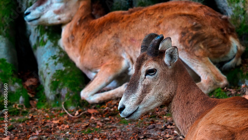 muflon hembra