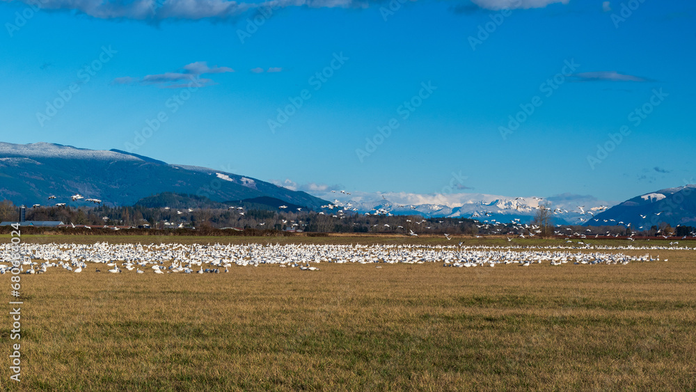 Beautiful Snow Geese in Skagit Valley, Washington State