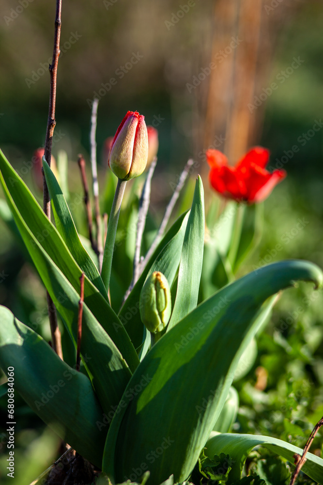 Flowerbed with beautiful blooming tulips in the garden. Spring vegetable garden and flowers. Flowerbed with beautiful blooming tulips in the garden. Spring vegetable garden and flowers.