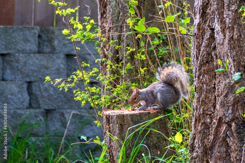 Obraz premium Squirrel Sitting on Tree Stump Eating