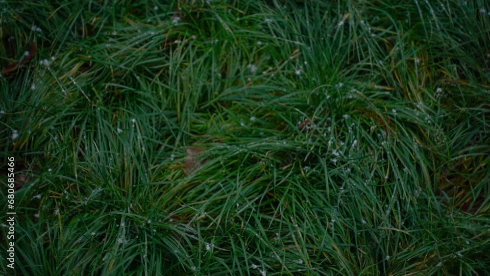 Rural scenery: first snow. Slow motion 240 to 24 fps. Green grass with snowflakes Rural scenery: first snow. Slow motion 240 to 24 fps. Green grass with snowflakes