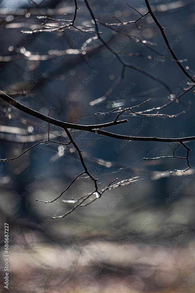 Linden branches with bright iridescent cobwebs in the sun. Bright cobwebs shimmering in the sun, stretching between the branches of the tree. Linden branches with bright iridescent cobwebs in the sun. Bright cobwebs shimmering in the sun, stretching between the branches of the tree.