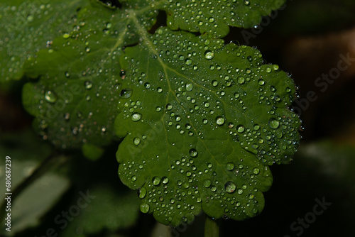 Transparent, crystal drops of water, on the surface of a large green leaf. A large green leaf with crystal clear dew drops on its surface.