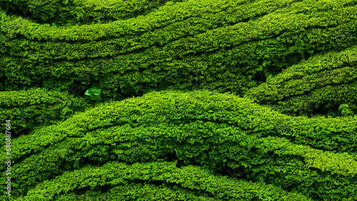 Wall of Lush Green Foliage, Hedge, Background, Texture