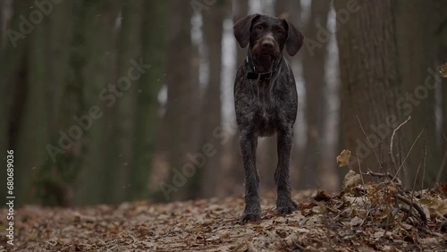 Hunting dog of the German breed Drathaar in autumn in the forest. High quality 4k footage photo