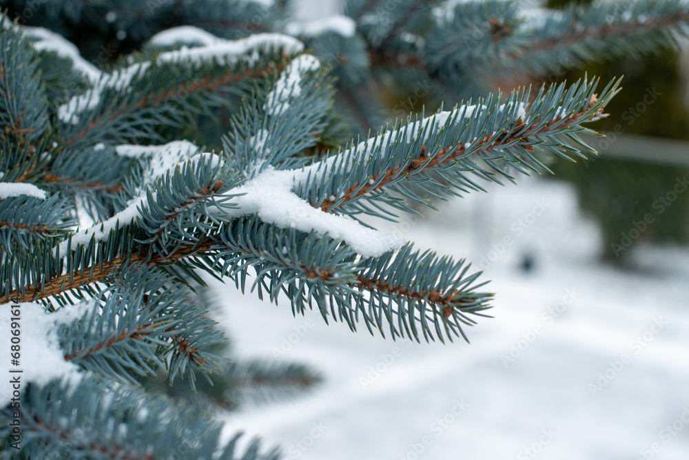 A winter scene of a large bushy blue spruce tree or Christmas tree covered with fresh white snow. The ground is covered with snow. The needles on the tree are firm and teal in color. 