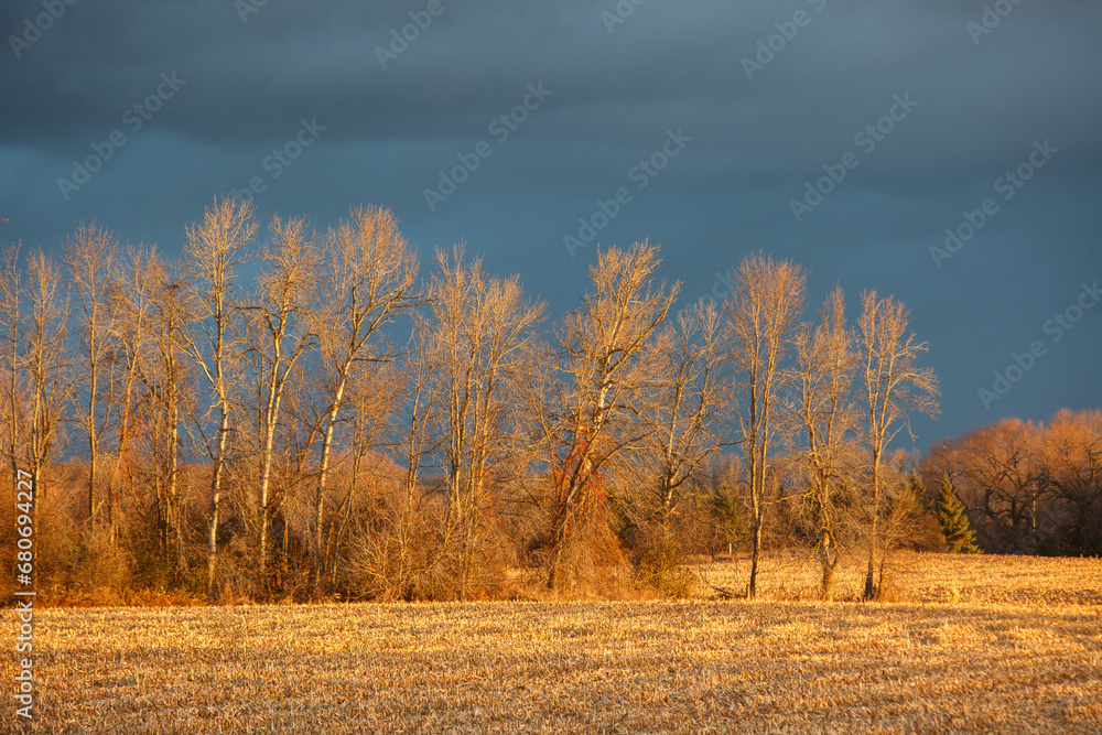 Fototapeta premium Trees highlighted by a golden sun under a dark sky