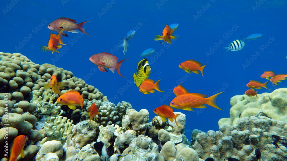 Fototapeta premium Colorful tropical fish on a coral reef, amazingly beautiful fairy world. In the coral gardens of the Red Sea.