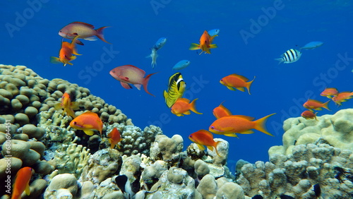 Colorful tropical fish on a coral reef  amazingly beautiful fairy world. In the coral gardens of the Red Sea.  
