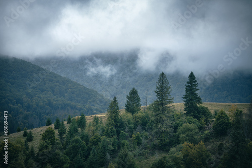 Fog over spruce trees forest. Mountain hills with clouds on an autumn rainy day. © stone36