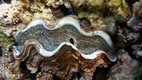 Rugose giant clam. Molluscs  type Mollusca. Bivalve mollusks. Family Tridacnidae - Tridacnidae. Large tridacna.