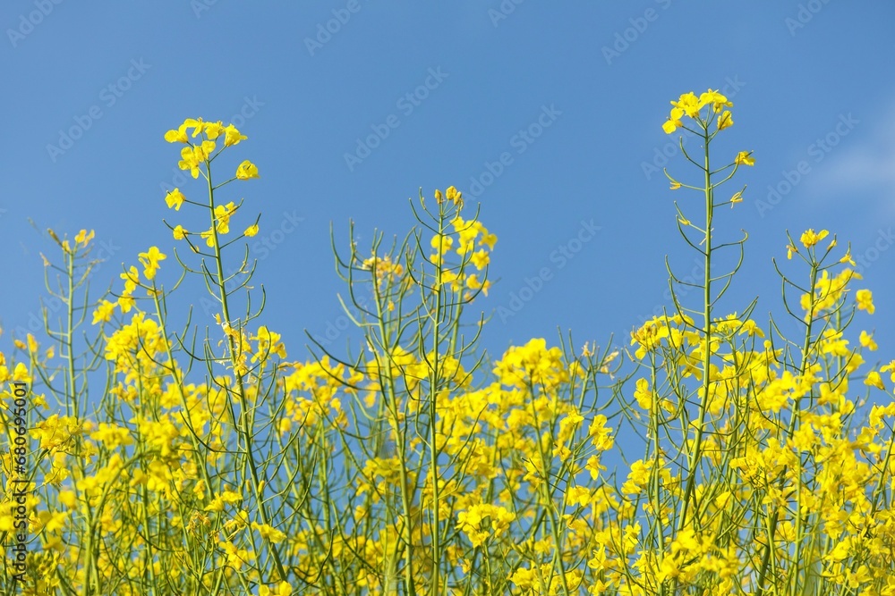 Rapeseed flower canola or colza in latin Brassica Napus Rapeseed flower canola or colza in latin Brassica Napus