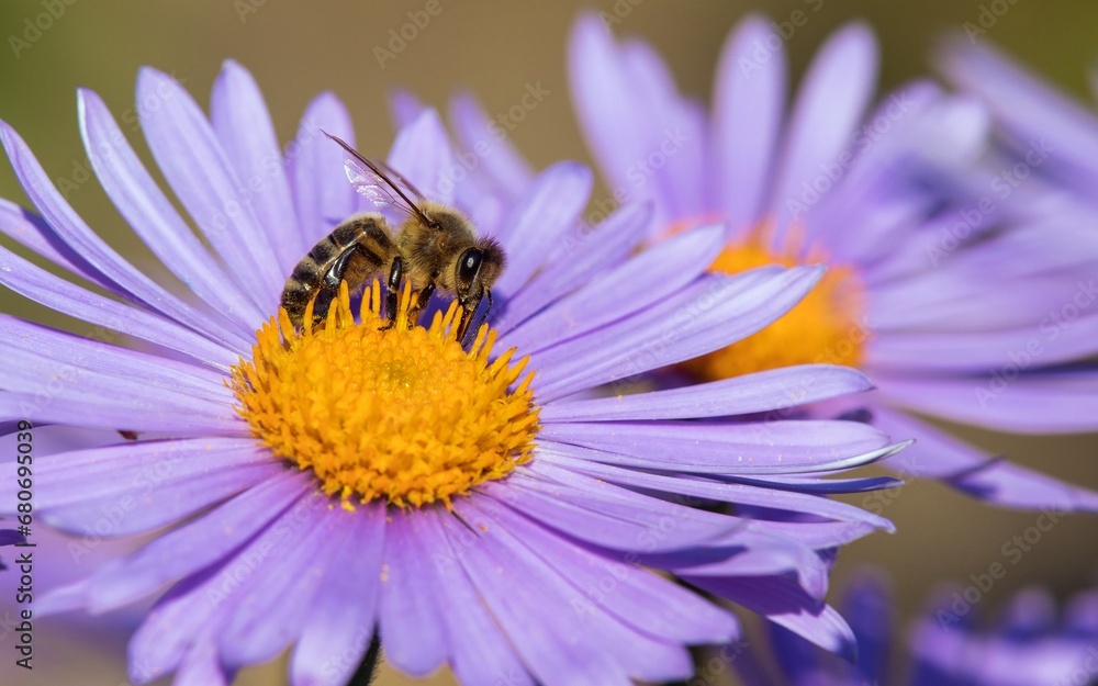 bee or honeybee in Latin Apis Mellifera on blue flower bee or honeybee in Latin Apis Mellifera on blue flower
