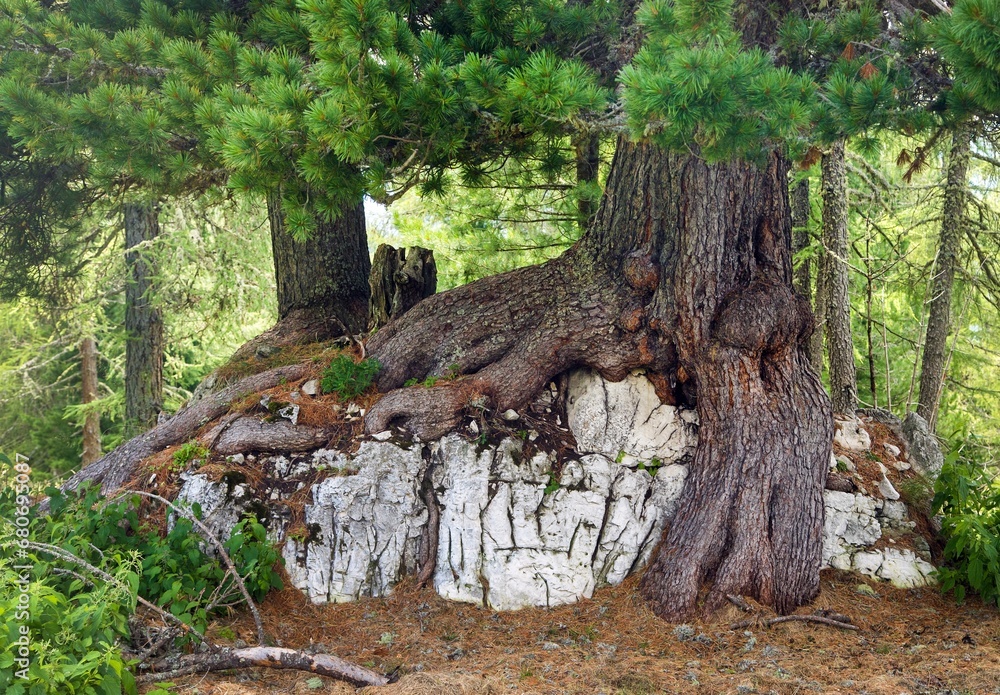 Pine root on stone