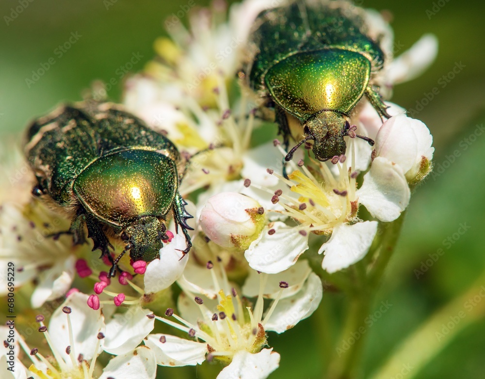 Two Green Rose Chafers, in latin Cetonia Aurata Two Green Rose Chafers, in latin Cetonia Aurata