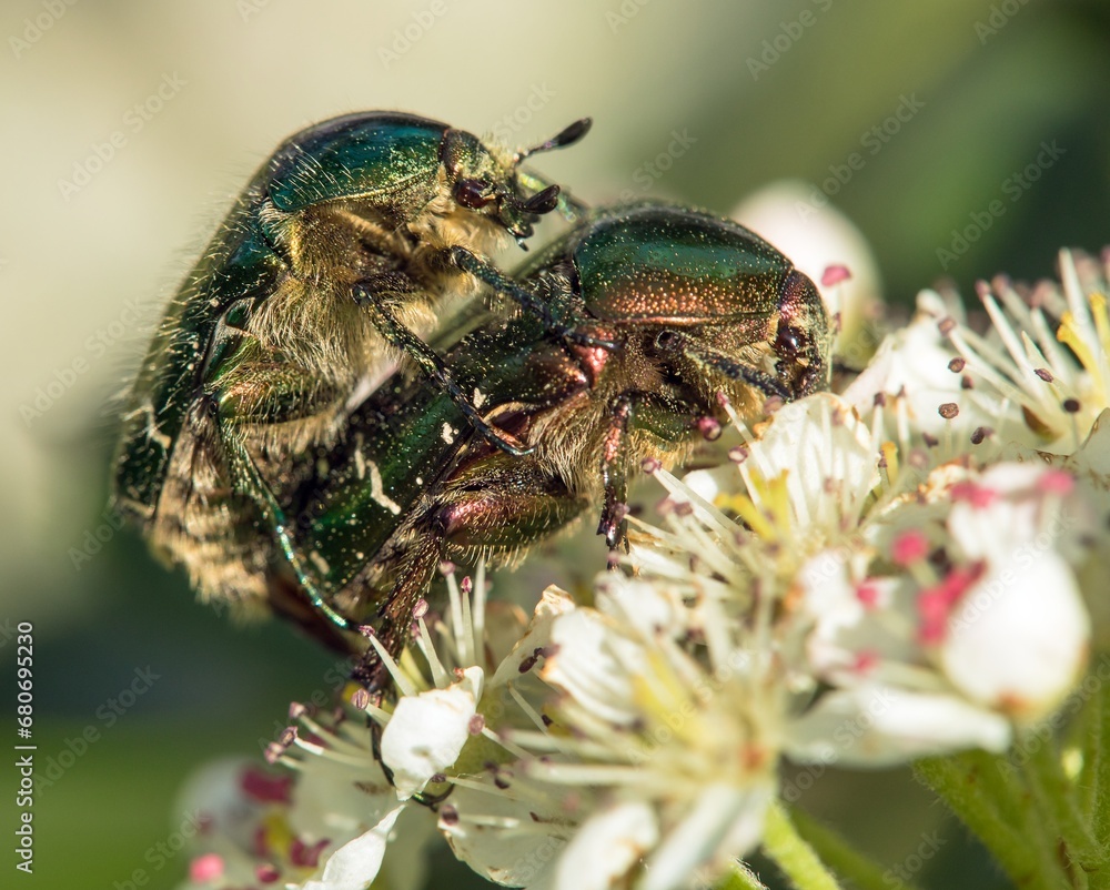Naklejka premium Green Rose Chafers, in latin Cetonia Aurata