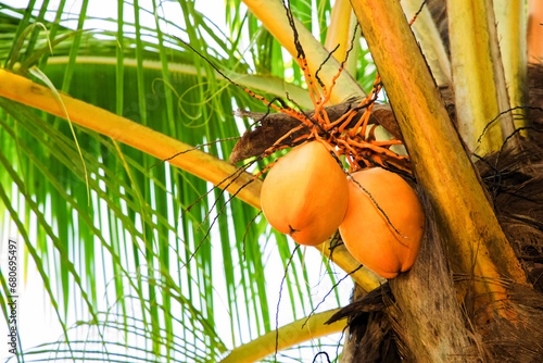 king coconut tree top with coconuts and branches